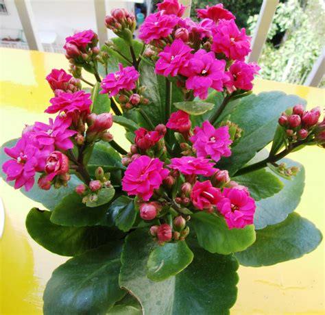 kalanchoe plant indoor or outdoor.